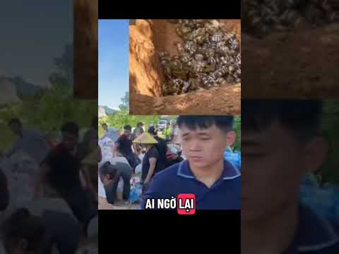 Viện Trợ Miền Bắt Nhưng Đây Có Phải Là Sự Thật#tintuchomnay#lumienbac