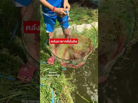 วิถีชีวิตคนอีสานหาอยู่หากิน #เลี้ยงปลาในคลองไส้ไก่ #เกษตรผสมผสาน #คลองไส้ไก่ #nature #canal #fish