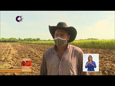Cuba: Productor destacado dona sus cosechas a centros de aislamiento en Matanzas