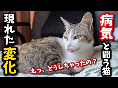 猫の動画サムネイル - 完治しない病と闘う猫の体に現れた変化とは…