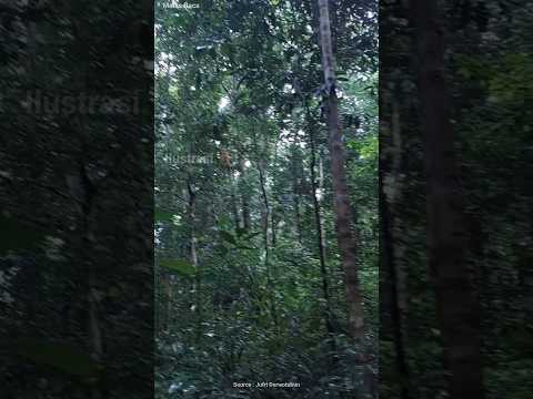 Arti Mimpi Sembunyi dari Harimau