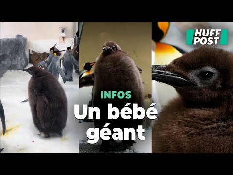 Ce bébé manchot en surpoids est la nouvelle mascotte de TikTok