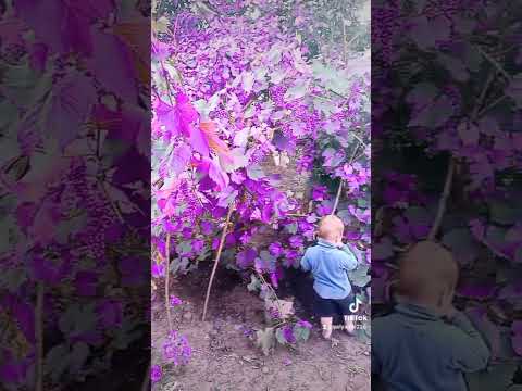 #Виноград#темадня