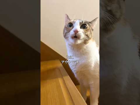 子ネコの日常と癒しの瞬間を楽しもう サムネイル
