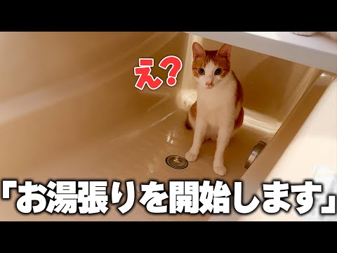 猫の動画サムネイル - 子猫が風呂の中に住み着いていたので、そのままお湯を張ることにしました。