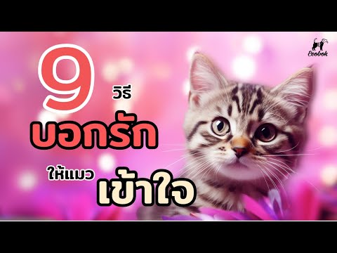 ECOBOK Channel 9วิธีบอกรักน้องแมวในภาษาเหมียวๆecobok