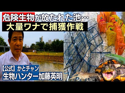沖縄の公園池に罠を設置！現状調査で危険外来生物を再確認！拡散防止！みんなで探そうマダラザリガニ Marbled cray fish, ミステリークレイフィッシュ≫生物ハンター加藤英明【公式】かとチャン