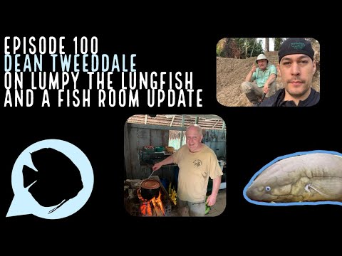 Ep. 100 - Dean Tweeddale on Lumpy the Lungfish and Source:
https_//www.podbean.com/eau/pb-wd65m-ff0f09

Support the Podcast Sponsor Aquarium Co-Op:
htt