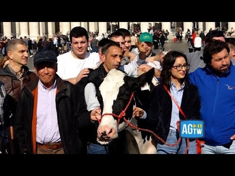 La mucca Ercolina in piazza San Pietro per l'Angelus, e Papa Francesco saluta gli agricoltori