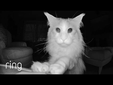 Cat Intrigued by Ring Cam  | RingTV