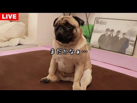 🔴お留守番ライブ！マクドナルドの新作バーガー買ってきてレビューします