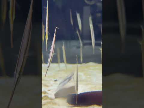 #shorts ヘコアユ　京都水族館にて　2025年7月22日 サムネイル