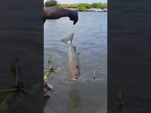 EASY WAY TO CAUGHT THE FISH. #fishing #viral #lifeisbutadream #food