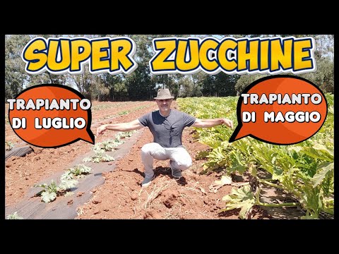 Consiglio per zucchino fino ad Ottobre con il trapianto di Luglio