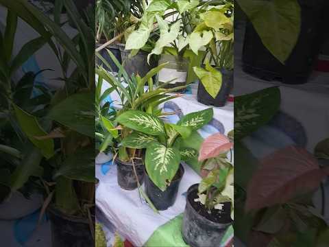 Plantation in my garden collection 😉 #garden #houseplants #ytshort