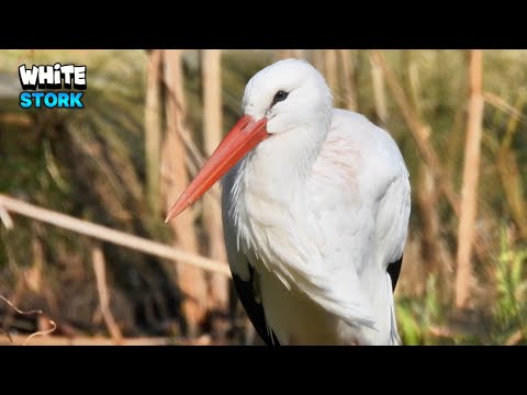 Appreciating a Gorgeous White Stork Chilling