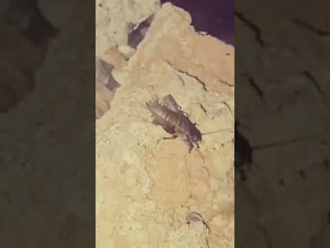 Wolf Spider on the hunt, catch or miss? #spider #tarantula #wildlife #nature #insects #cricketlove