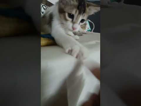 youtube video cute kitten laughing