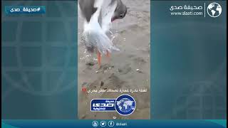 لقطة نادرة لمحارة تصطاد طائر بحري