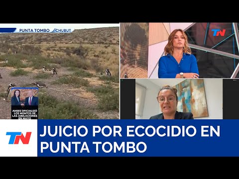 Ecocidio en Punta Tombo: se conoce el fallo