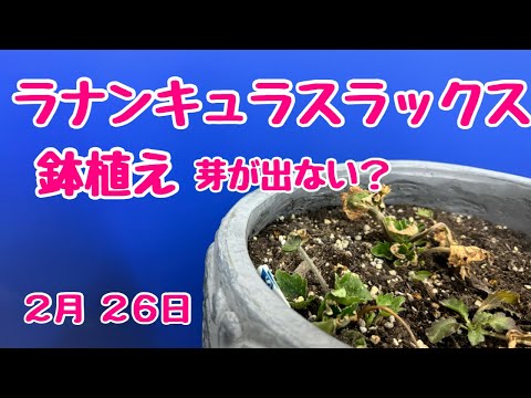 #ラナンキュラスラックス　芽が出ないけど どうなってますか？　2025年2月26日