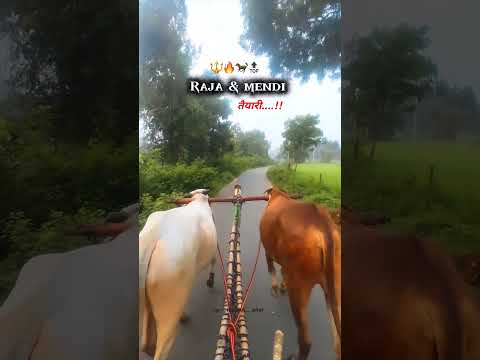 राजा/मेंडी..!तैयारी..🔥💯 #bailgada #shorts