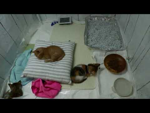 2025.9.8　23:00   散歩　保育室 　Kitten room  [ Miaou Live ]