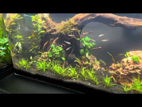 New 37gallon, New Fish! Just set up this 37g Acrylic tank for new Rainbow Shiners.  
Planted aquarium with Star grass, (4) B