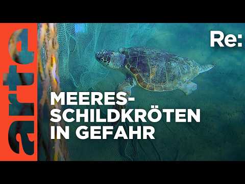 Die Schildkröten-Retter vom Mittelmeer | ARTE Re: