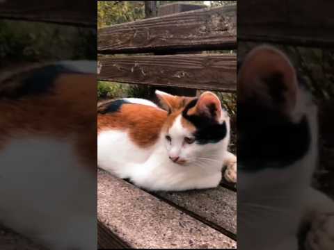 The Cat That Exposed China's Secrets