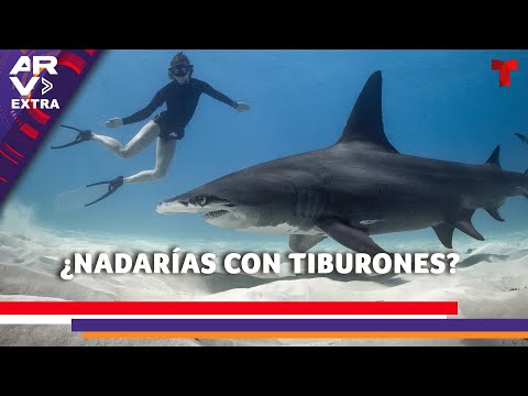 Nadar con tiburones: Experto comparte su experiencia nadando con escualos y da consejos