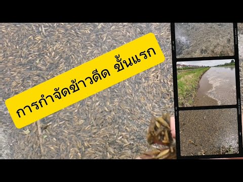 จัดการข้าวดีดข้าวเด้ง|อย่างไ