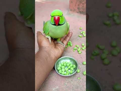 mummy talking parrot 🦜 mithu 🍏💚 #petbird #talkingparot #parrot #nonstoptalkingparrot #shortvideo