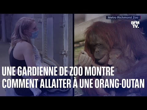 États-Unis: une gardienne de zoo apprend à une femelle orang-outan à allaiter…en allaitant elle-même