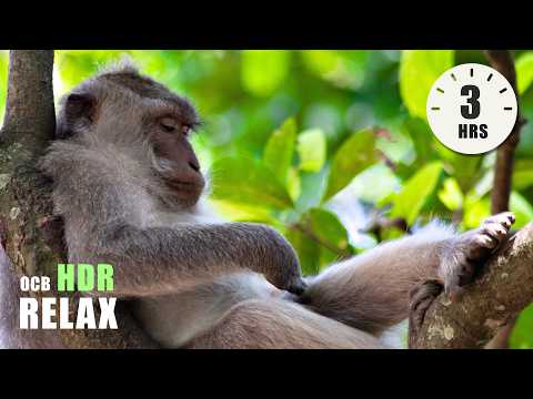 Relaxing Music [3 hours] 🏞️ calming music for classroom