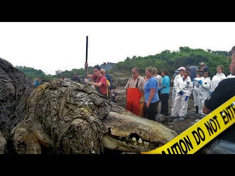 This SCP Creature Washed Up On Shore