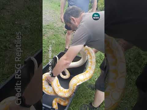 An 18ft snake was among four pythons rescued after they were abandoned near Scunthorpe #itvnews