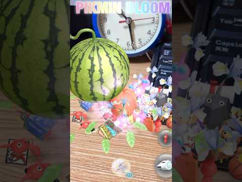 今日は大収穫〜🍉🍉🍉 #pikmin #pikminbloom #ピクミン