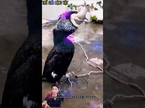 con cá bị nuốt gọn chỉ trong một ngụm.