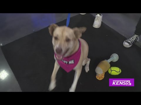 Adopt this adorable furry friend | Great Day SA