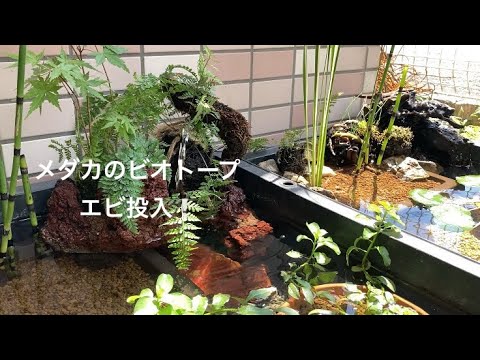立ち上げ直したビオトープに先ずはエビ投入