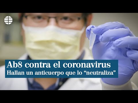 Científicos hallan un anticuerpo que neutraliza el coronavirus