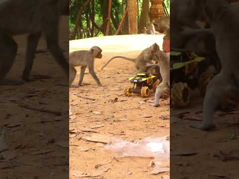 Monkey video Prank monkey #funny #monkey #monkeyvideo #animals #funnyanimal #monkeyshow #animals