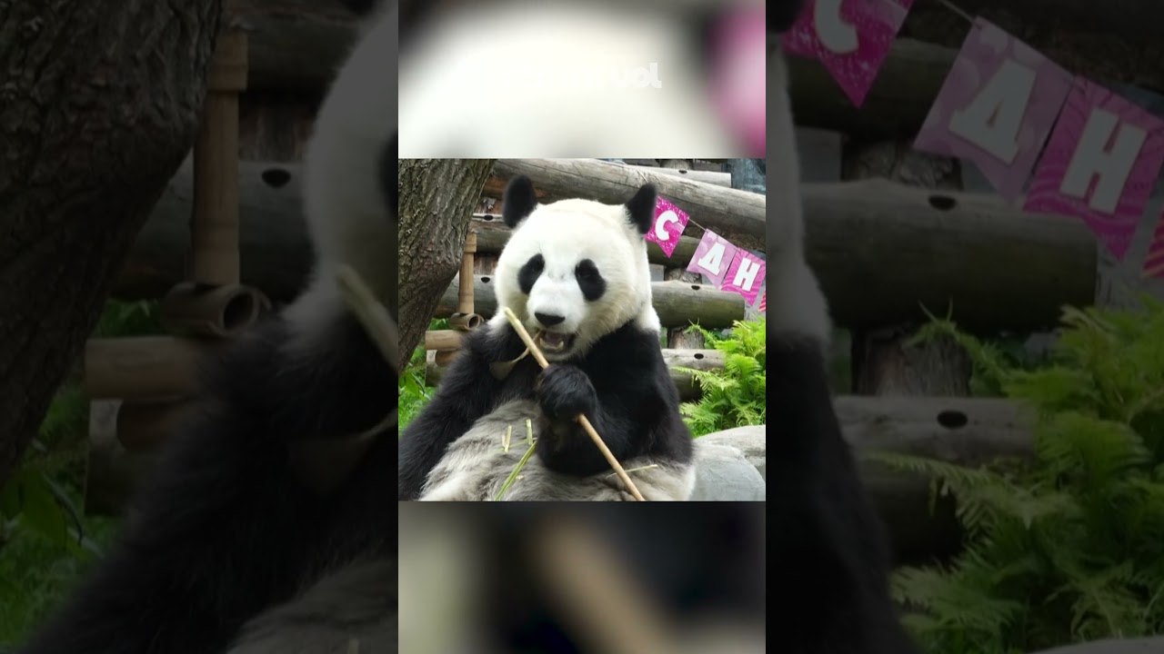 Panda gigante comemora 2º aniversário no zoológico de Moscou, na Rússia; veja vídeo