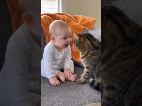 CAT 😺🐈#cat #cutebaby #cartoon #shorts #shortsfeed #funny #islamicgmworld786