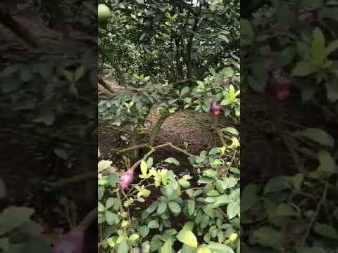 Vườn Chanh Siêu Rộng #shorts