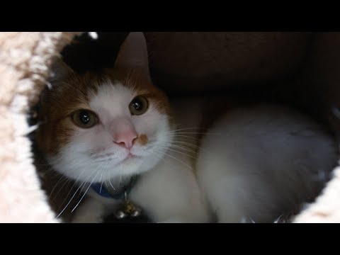 猫の動画サムネイル - ちろはうす　ふみふみちろ　250704