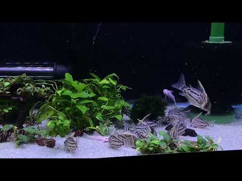 Corydoras CW028 Super Schwartzi 10 min just swimmi Just a vid of my CW028s swimming around being themselves. There’s no commentary or info, just chil