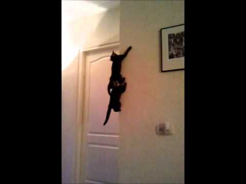 Spider-Cats: kittens bouncing off the walls (literally)