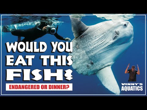 ENDANGERED OR FOOD? THE ODD OCEAN SUNFISH! ENDANGERED OR FOOD? THE ODD OCEAN SUNFISH!

The ocean sunfish or common mola (Mola mola) is one of t